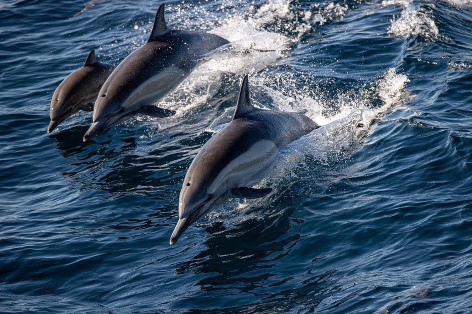 dolphin pod