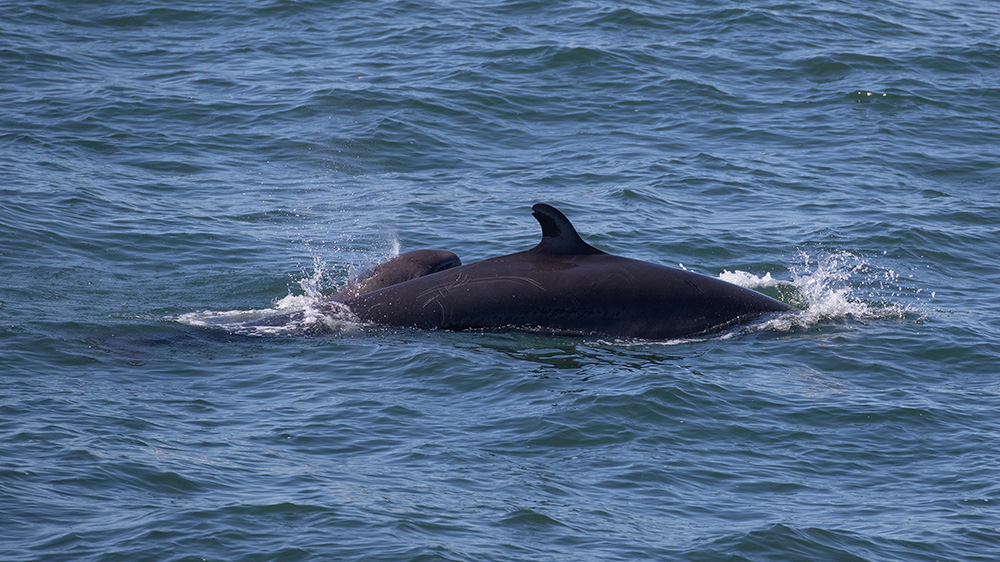 San Diego Whale Sighting