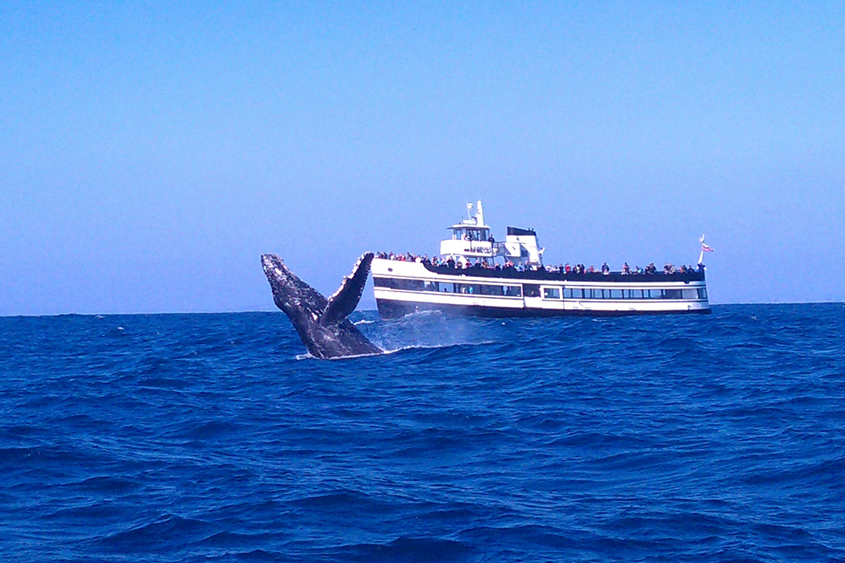 whale tour in san diego