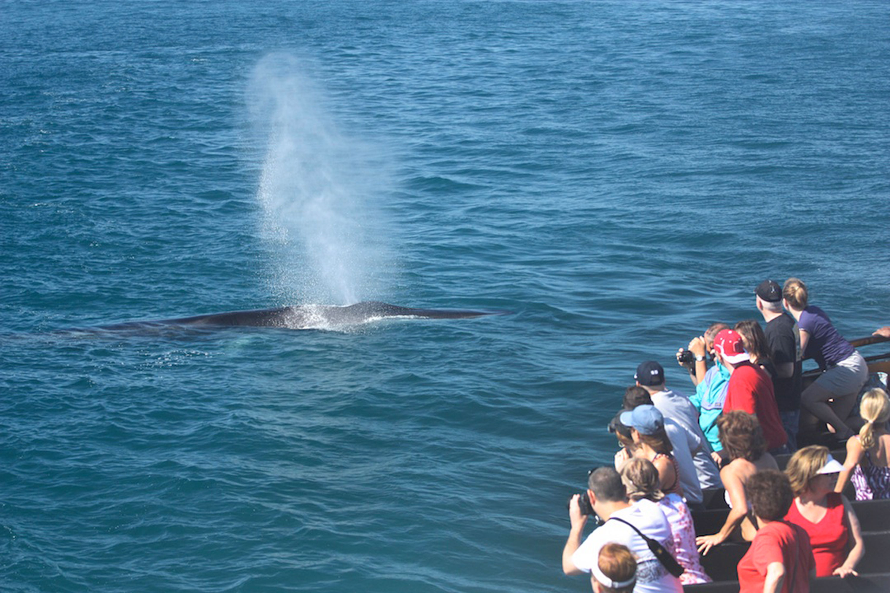 San Diego Whale Watching Tours | Flagship Cruises & Events