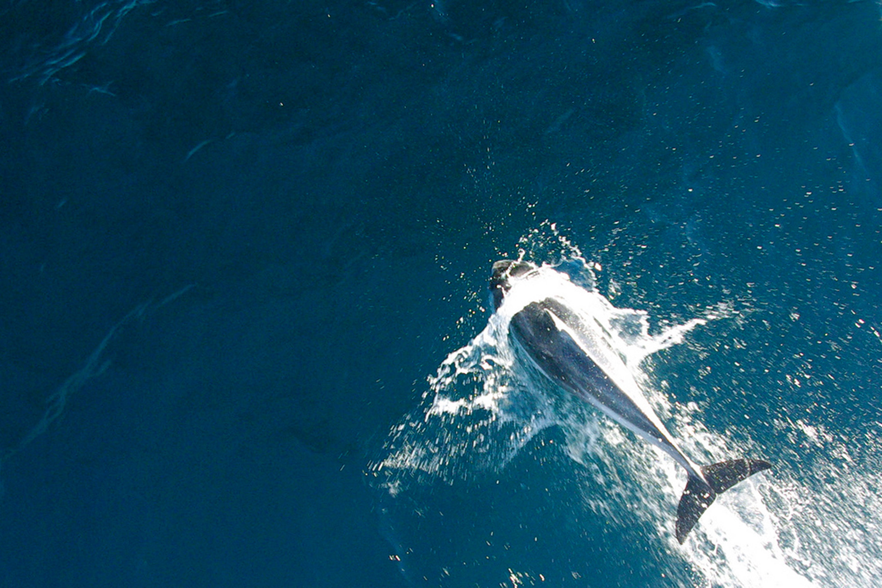 san diego whale watching san diego whale watching