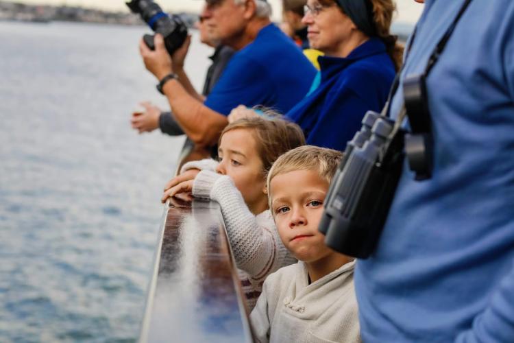 hornblower cruises whale watching