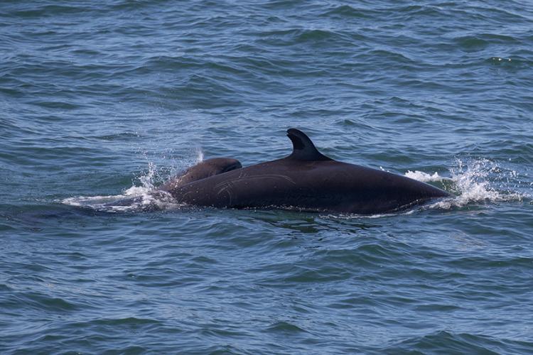 Up-close view of whale