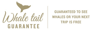 Whale Tail Guarantee